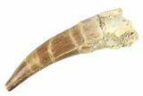 Fossil Plesiosaur (Zarafasaura) Tooth - Morocco #297881-1